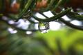 olloclip: Raindrop - Macro