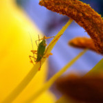 olloclip: Bug on Lily Covered in Pollen - Macro