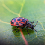 olloclip: Lady Bug - Macro