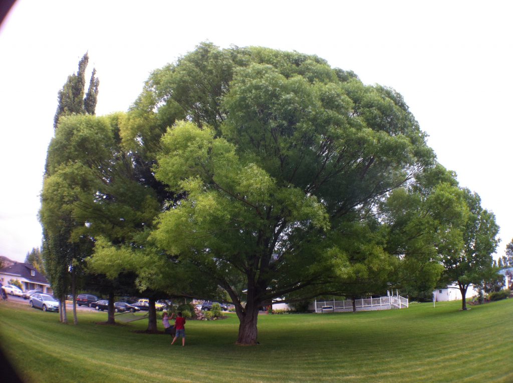 olloclip: Tree in Yard - Wide Angle