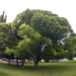 olloclip: Tree in Yard - Wide Angle